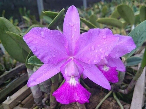 Orquidea Cattleya Walkeriana Tipo Nomura Corte Planta Adulta