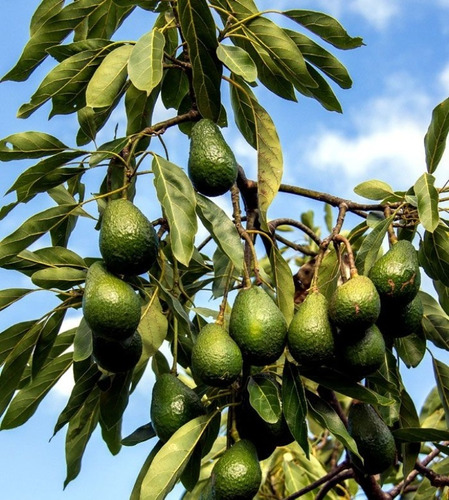 Plantas Palta Hass Orgánicas