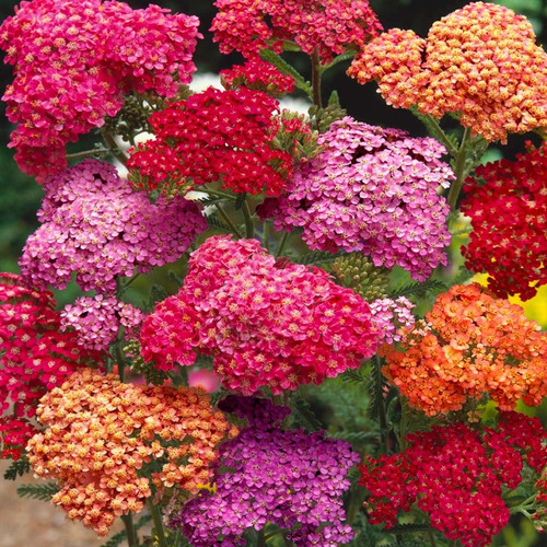 Oferta!! 50 Semillas Achillea Ptarmica, Mix Colores 