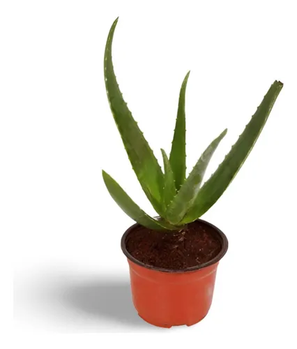 comprar Planta Sabila Para Quemaduras De Sol