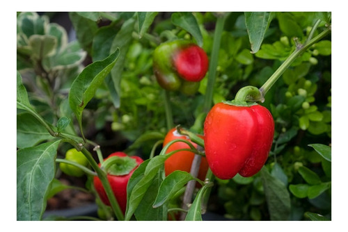 Pimiento Rojo Dulce *pimenton* Semillas