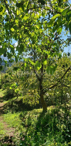 Imagen 6 de 9 de Terreno En Venta