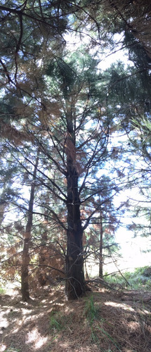 Terreno De 2500 M2 , A 50 M De La Costa Del Lago Lolog. Forestación Abundante.