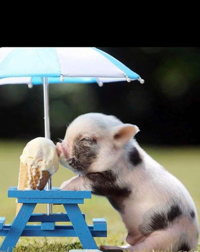 Mini Porco Mini Pig