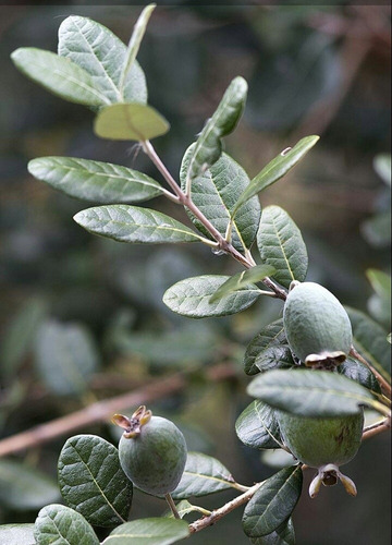 Guayabo Criollo Arbusto 