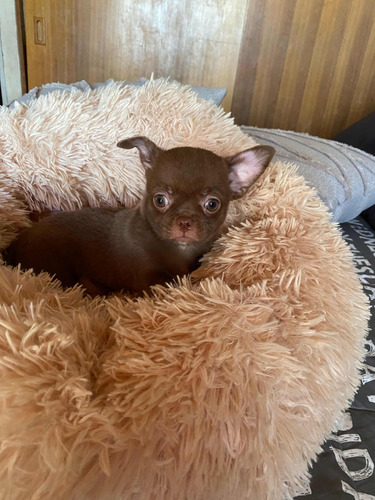 Chihuahuas Chocolate Machos Inscritos En Kennel Club