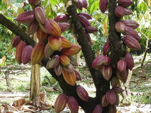 Fincas De Cacao En San Francisco De Macoris