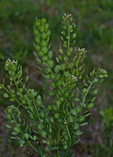 Sobre Semilla Thlaspi Lenteja 40 Gramos