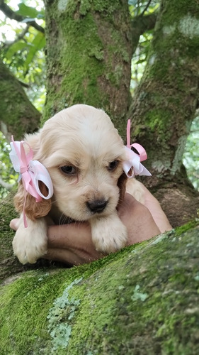 Cocker Spaniel Inglês 