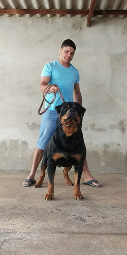 Filhotes De Rottweiler