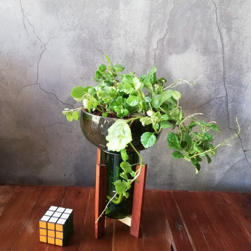 Imagen 3 de 7 de Dolar Little Plant 32 Con Soporte, Maceta Autorregante