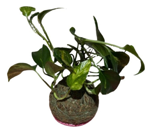 Planta En Kokedama Fibra De Coco (epipremnum Aureum-potus)-m