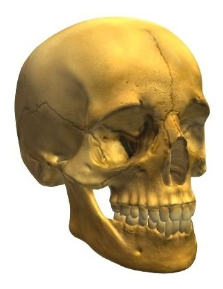 Calavera Archivo Stl Impresion 3d