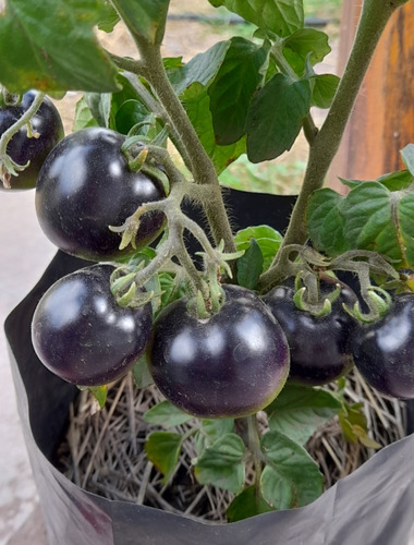 15 Semillas De Tomate Microenano Blaue Zimmer
