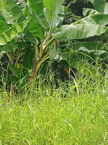 Permuto Lotes En Icononzo Tolima, Totalmente Legales, Con Es