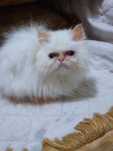 Imagen 4 de 6 de Gatita Persa Hembra