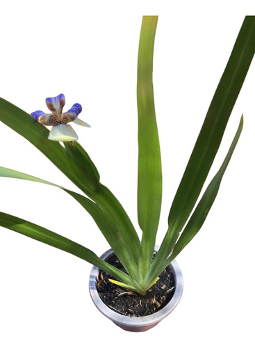 Neomarica Gracilis Conocida Como Falsa Orquídea