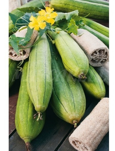 Semillas De Esponja Luffa Aegyptiaca