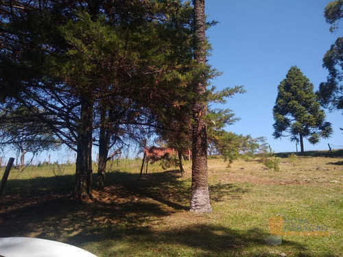 Imagem 12 de 17 de Chácara À Venda, 3090 M² Por R$ 250.000,00 - Vila Seca - Caxias Do Sul/rs - Ch0001