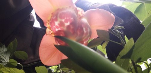 Imagen 5 de 5 de Orquidea Pirada
