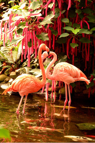 Cuadro 30x45cm Flamingo Ave Animal Beach Playa Exotico M3