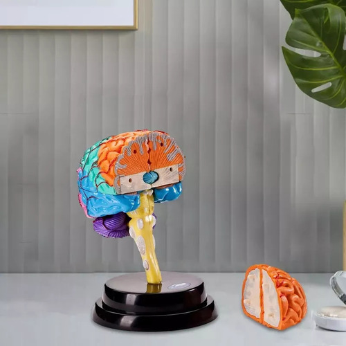 Modelagem Funcional De Ferramentas De Anatomia Cerebral C