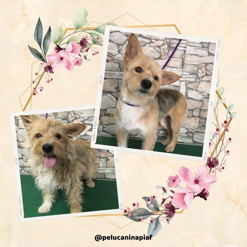 Imagen 10 de 12 de Peluquería Canina - Traslados Para Mascotas - Reiki Y Gemo.
