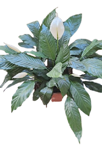 Planta Spathyllium O Cala Blanca - Grande! - Hermosa!