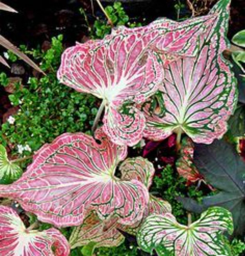 Caladium Pink Symphony Uma Folha