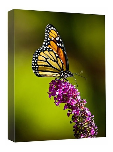 Cuadro Canva Decorativo Mariposa Monarca 40x60