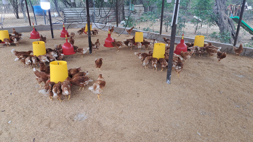 Gallinas Ponedoras