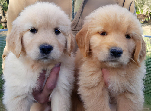 Cachorros Golden Retriever Con Registro Pedigree Perros