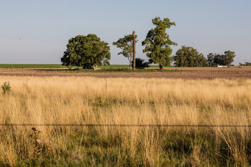 Campos Venta Agrícola Premium 46 Has Ombúes De Lavalle