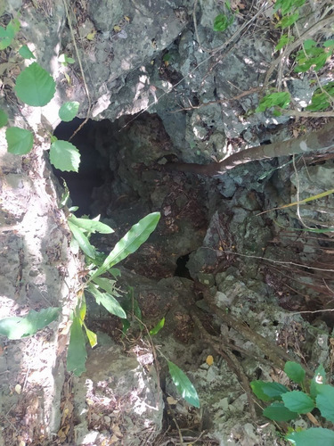 Rancho En Venta Con Cenotes En Excelente Zona Ganadera Del Estado De Yucatán