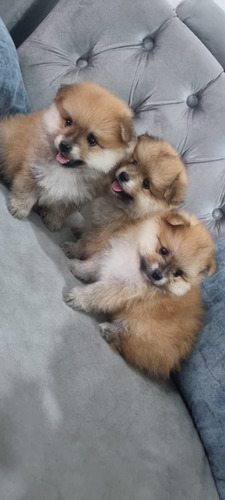 Cachorros Pomerania Listos Para Su Nuevo Hogar
