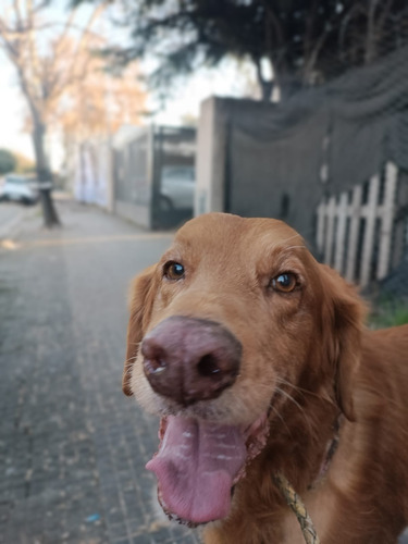 Symon, Bellísimooo Golden Con Vizla, Imperdible, En Adopcion