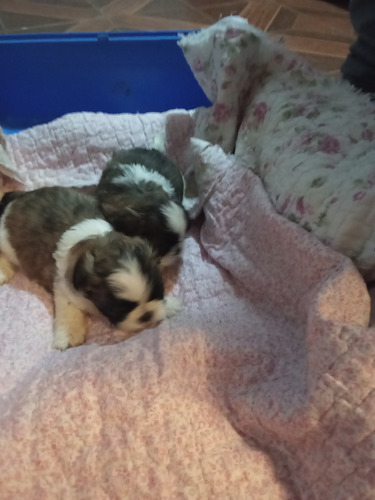 Shih Tzu Machitos Entrega Fines De Julio