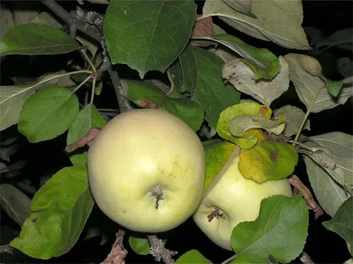 comprar Semillas De Arbol De Plantas Raras Mas De 30 Semillas De Man