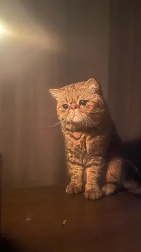 Gato Persa Exótico Para Monta