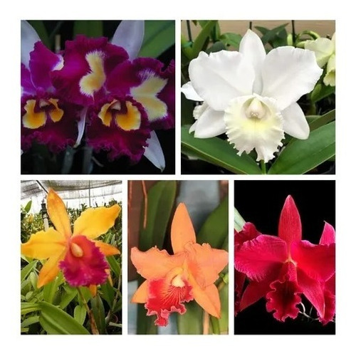 Orquídea Cattleya ( 6 Mudas ) | Parcelamento sem juros