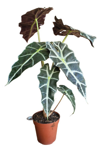 Alocasia Amazônica Polly Planta Natural