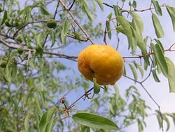 Ubajay Árbol Frutal Nativo Hexachlamys Edulis Eugenia