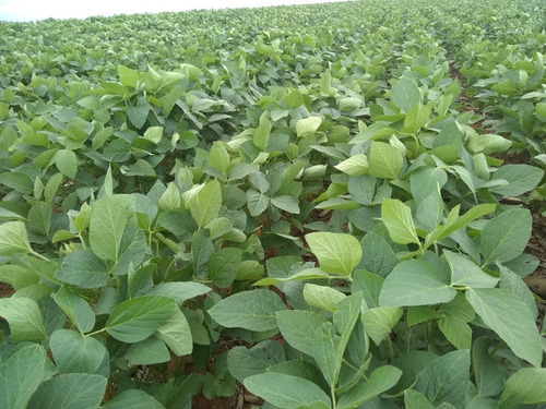 Imagem 24 de 30 de Fazenda À Venda Em Echaporã/sp - Fa00113 - 68992877