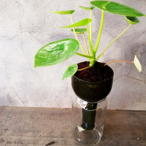 Imagen 4 de 10 de Cuchara Little Plant 15, Maceta Autorregante