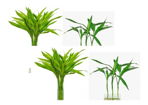 10  De Bambu Da Sorte Lucky Bamboo Dracaena Sandneriana