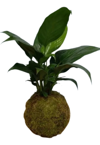 Kokedamas Para Interior - Planta Spathiphyllum