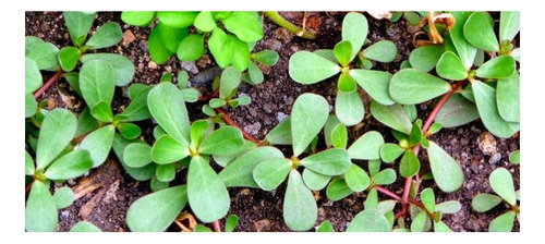 Plantin De Verdolaga - Portulaca Oleracea - Organica