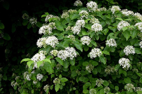 Cornejo Rojo, Cornus Sanguinea 10lts