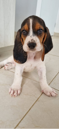 Cachorro Basset Hound Bog, Cali Pura Raza Animal Pets 