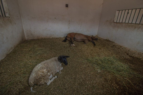 Imagen 3 de 30 de Rancho Morera